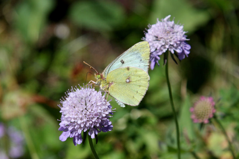 Colias
